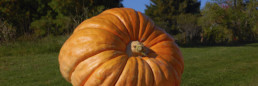 Picture of large pumpkin