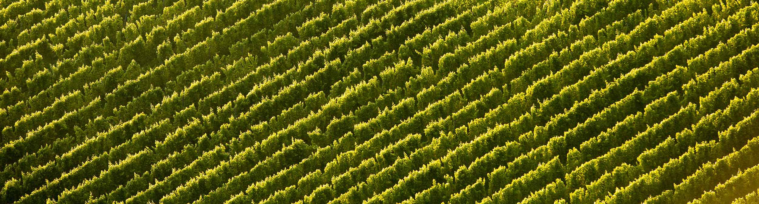Picture of rows of grape vines