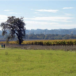 Picture of hiking trail through vineyard