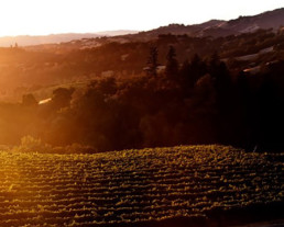 Sunset Vineyard Picture