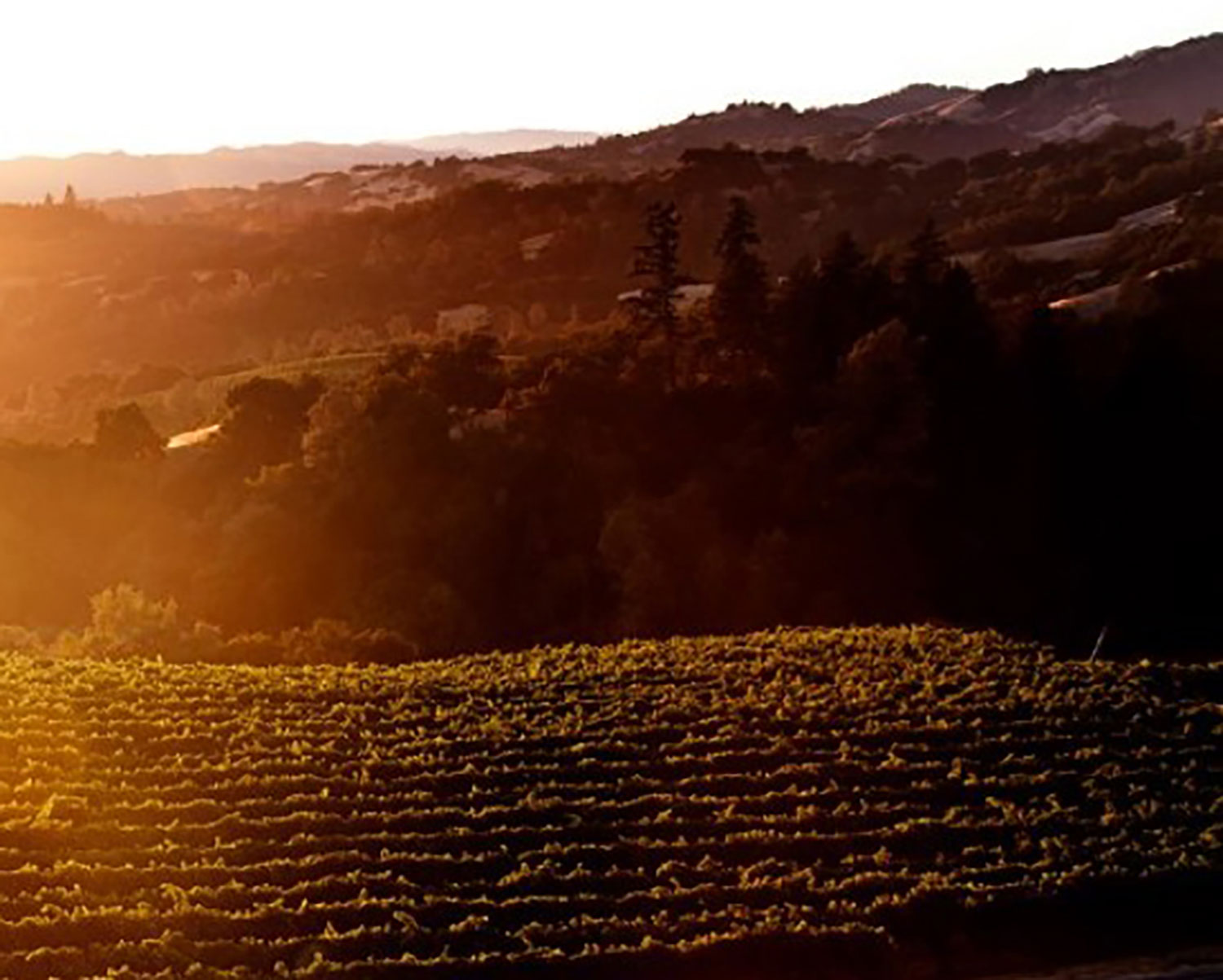 Pinot On The River Sonoma County Connections