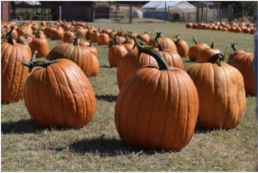 Picture of pumpkins in a field